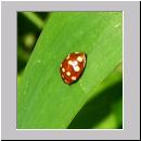 Calvia quatuordecimguttata - Marienkaefer 01.jpg